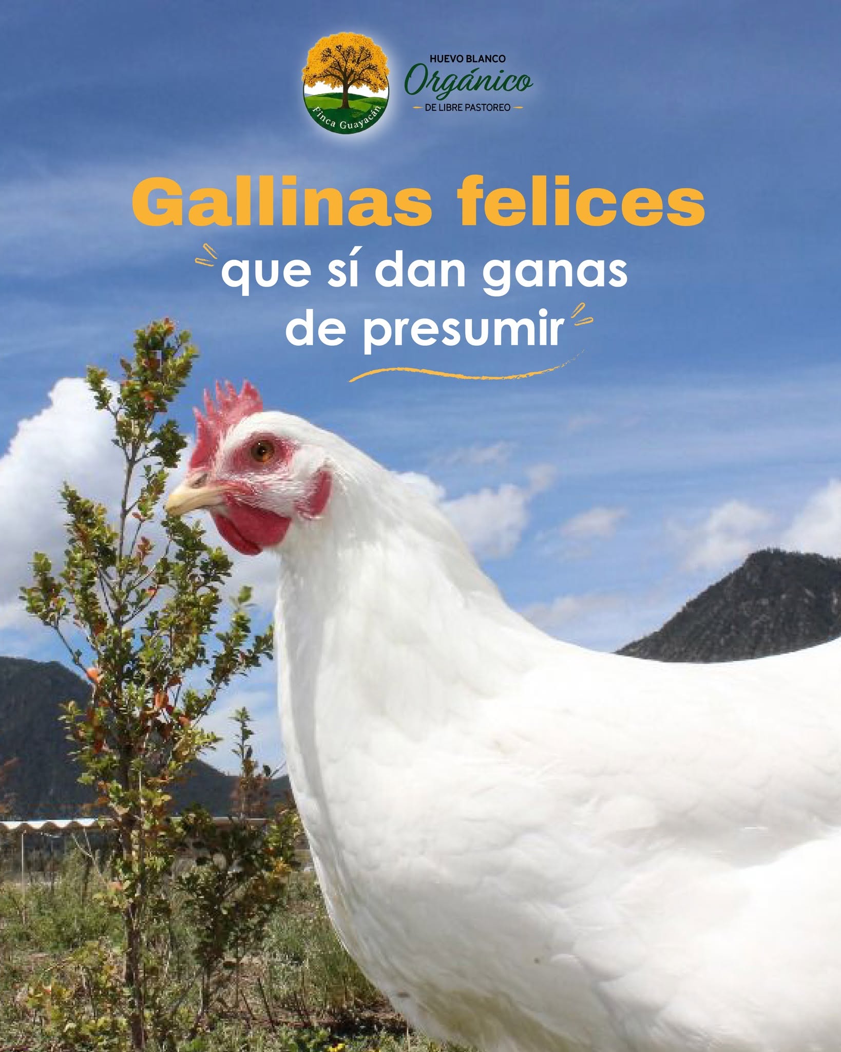 Huevo Blanco Orgánico